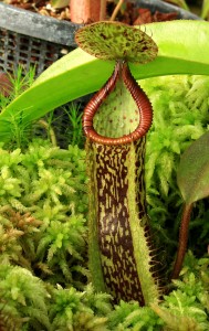 Nepenthes Hybrid