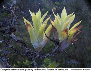 Catopsis berteroniana growing in classic position on tree branch