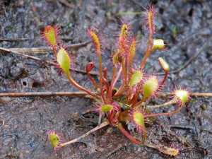 Sundew (Drosera) growing in bog